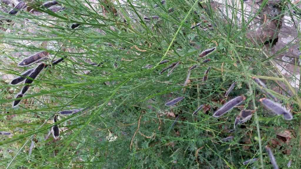 Baccelli di ginestra dei carbonai? Si, Cytisus scoparius
